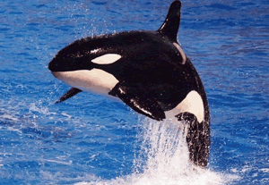 Whale watching Tarifa - The Orca (killer whales)